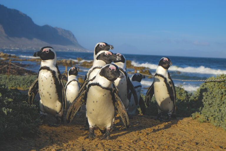 Zwartvoetpinguïns in Zuid-Afrika op rondreis met Live To Travel