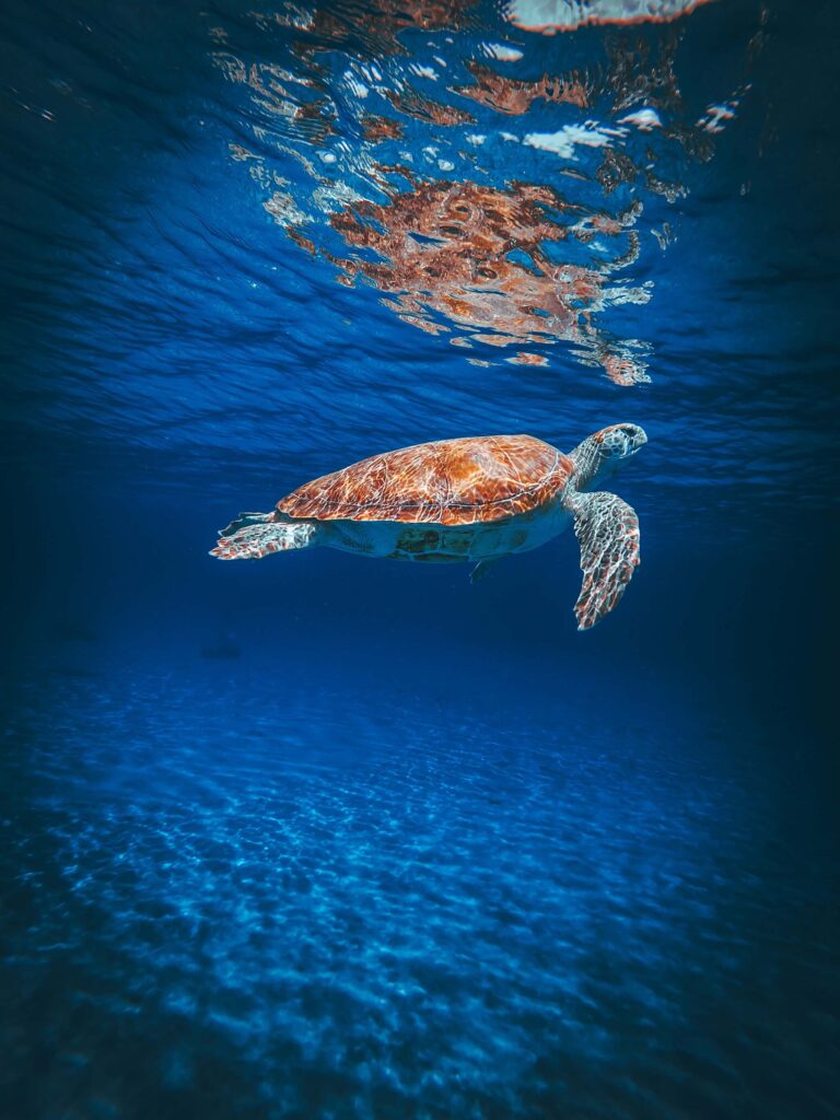 Curaçao: schildpad onderwater