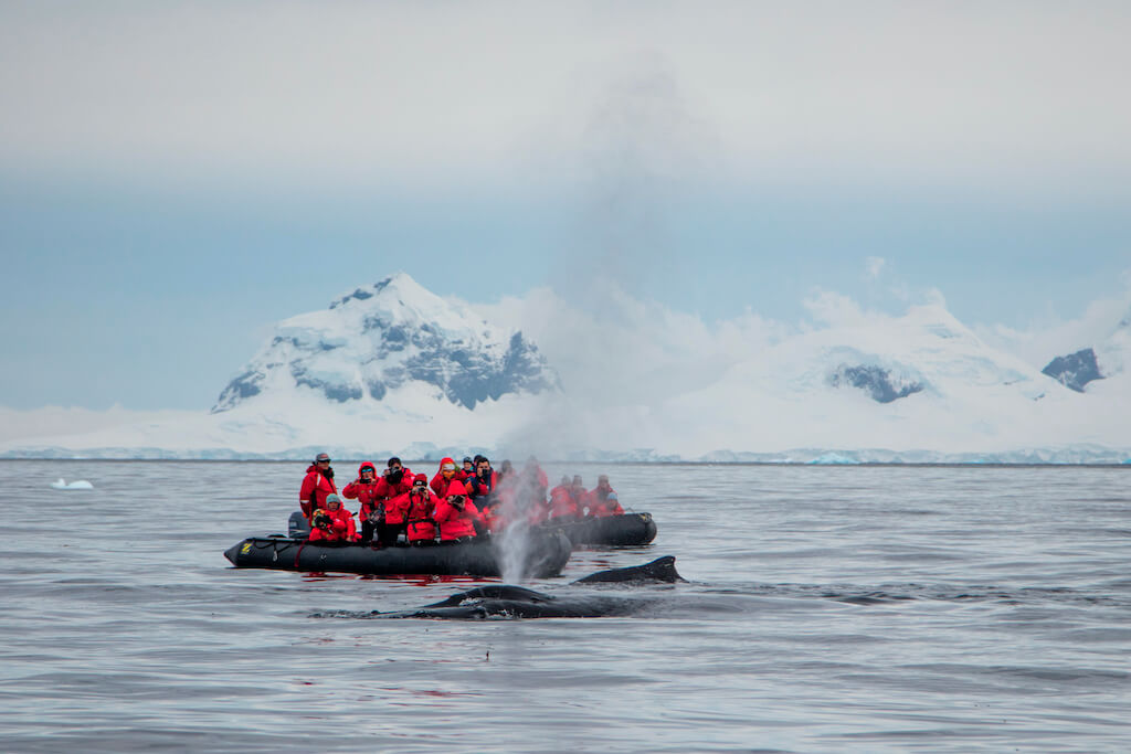 Asteria Expeditions brengt je naar Antarctica