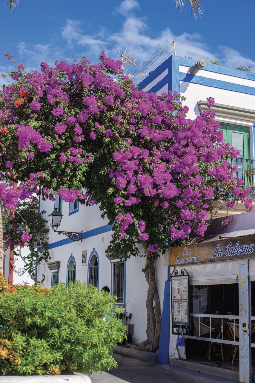 07-Gran-Canaria013-Groot