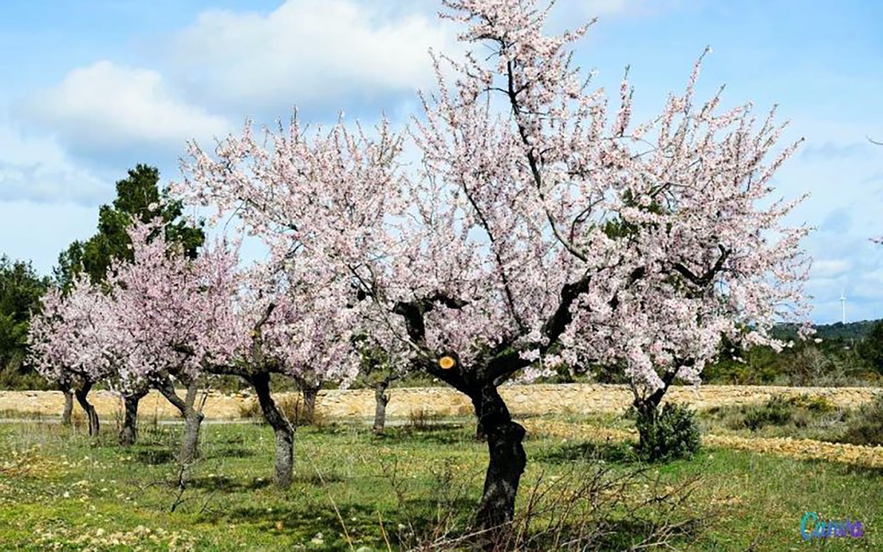 amandelbloesem-pjg7tx7a4gn9jktvymjcn4y6pcdb93scbw8wud3t6w Groot