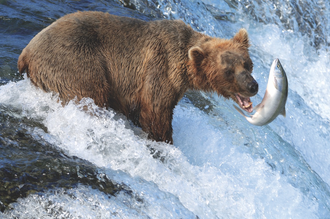 CIL_SBN_Alaska_Bear_GettyImages-157169542 Groot