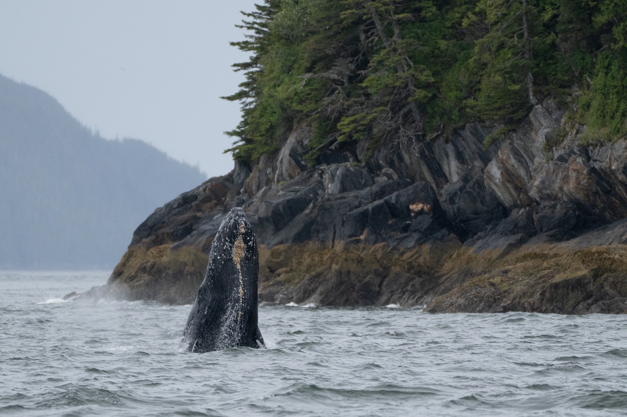 Inian_Islands_Alaska-Khutzeymateen-Humpback-DSear-4June2024-02 Groot