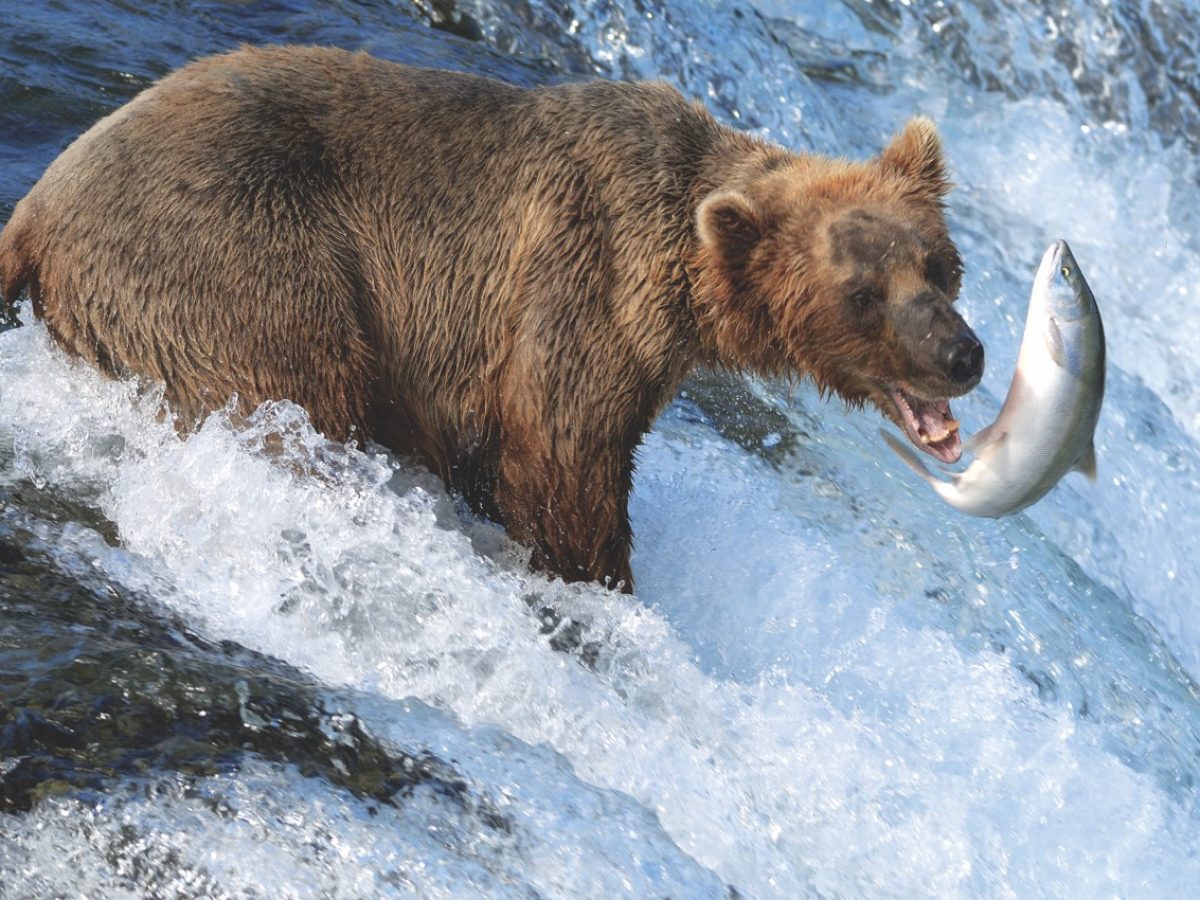 CIL_SBN_Alaska_Bear_GettyImages-157169542 Groot