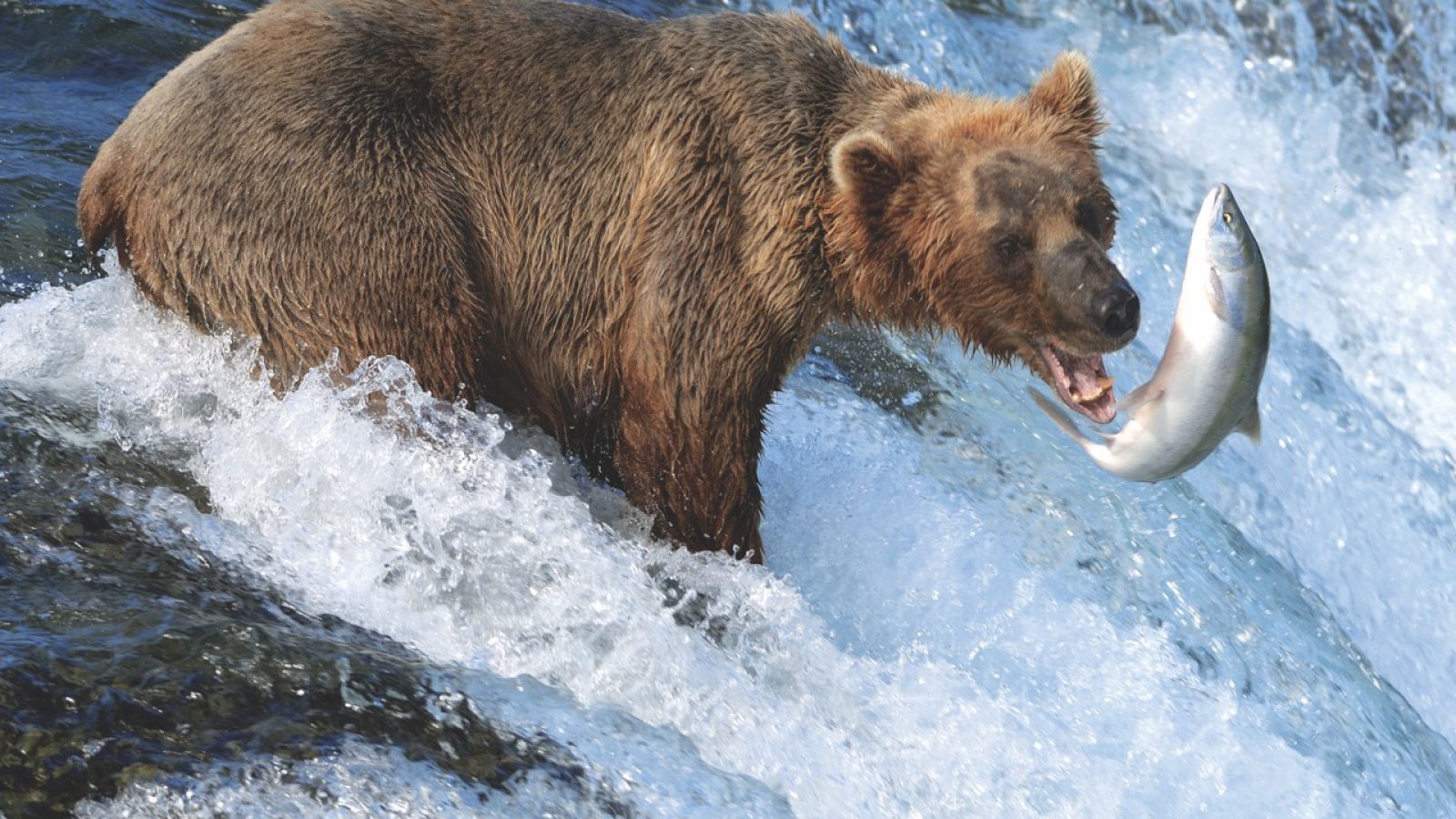 CIL_SBN_Alaska_Bear_GettyImages-157169542 Groot