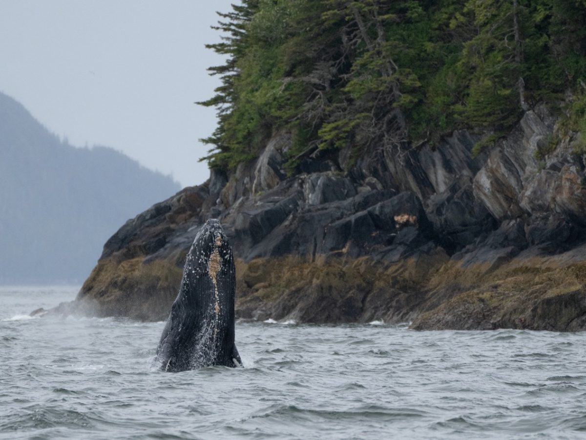 Inian_Islands_Alaska-Khutzeymateen-Humpback-DSear-4June2024-02 Groot
