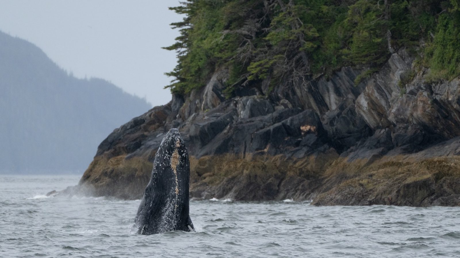 Inian_Islands_Alaska-Khutzeymateen-Humpback-DSear-4June2024-02 Groot