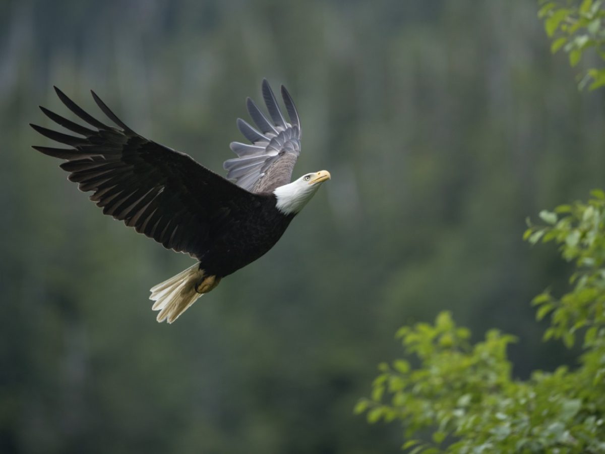 Bald Eagle - Alaska