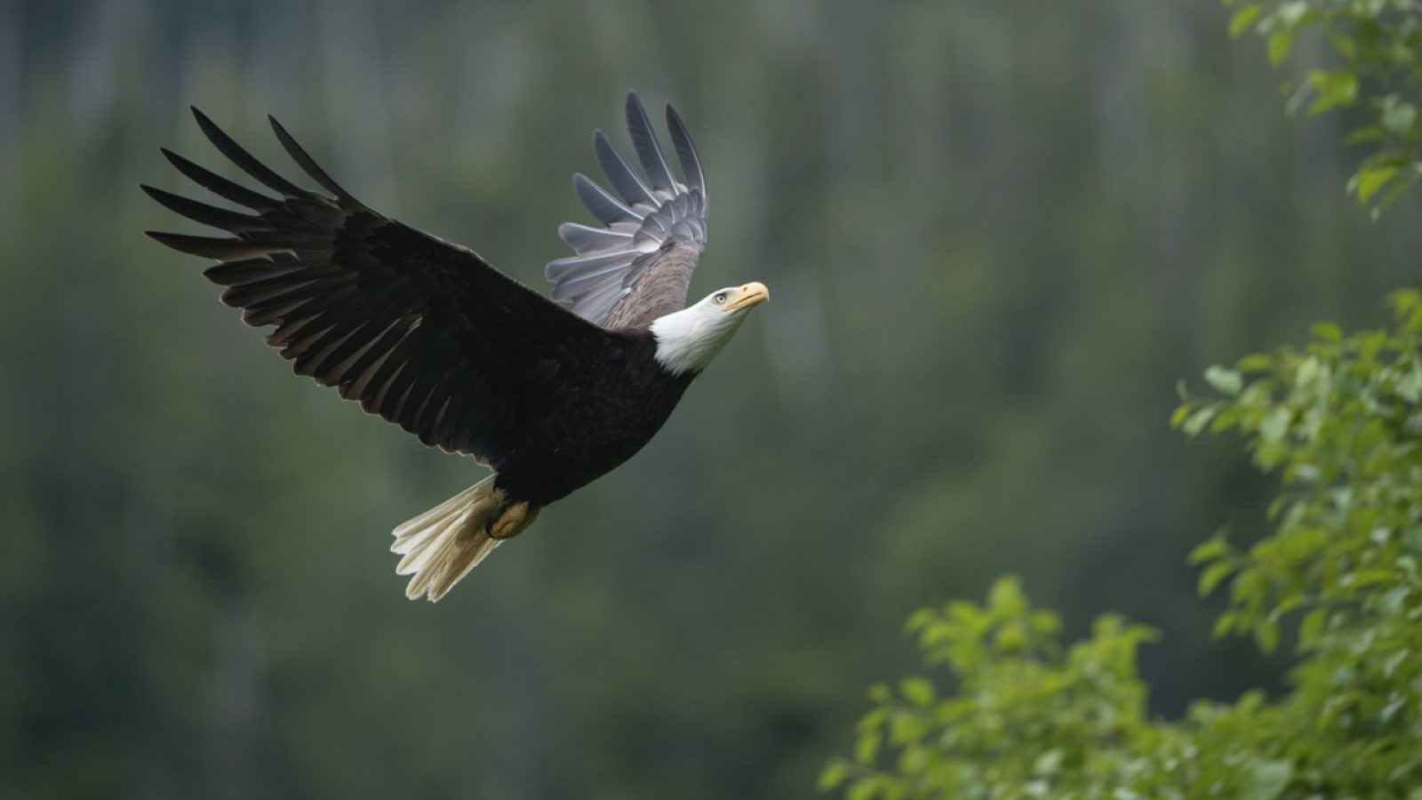 Bald Eagle - Alaska
