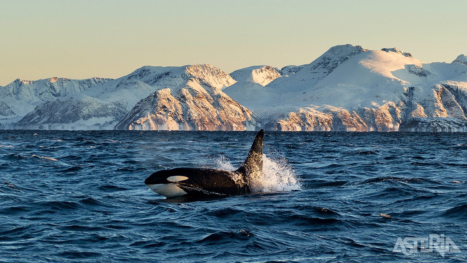noorwegen-op-zoek-naar-het-noorderlicht-walvissafari-orka(1)