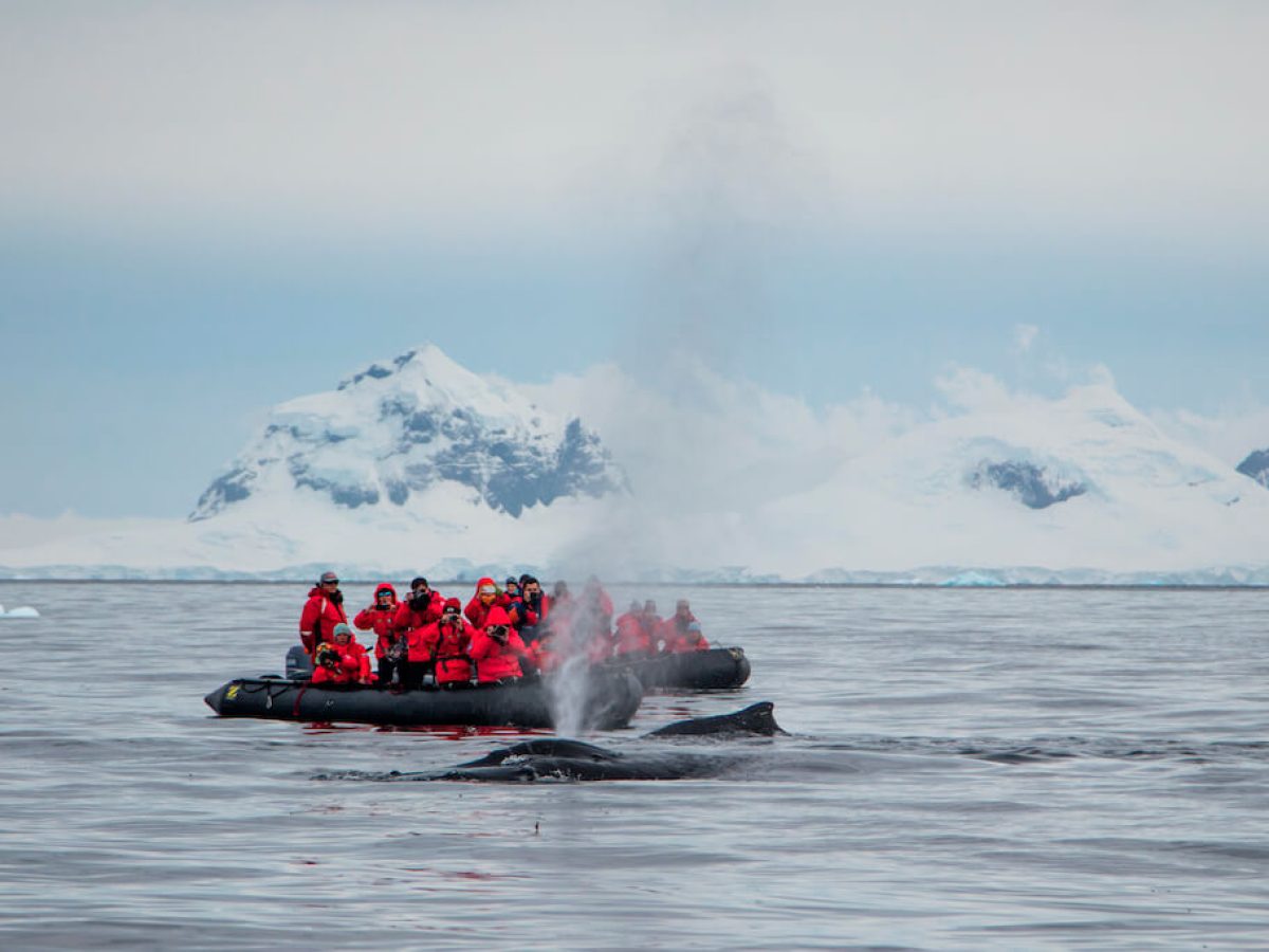 Asteria Expeditions brengt je naar Antarctica